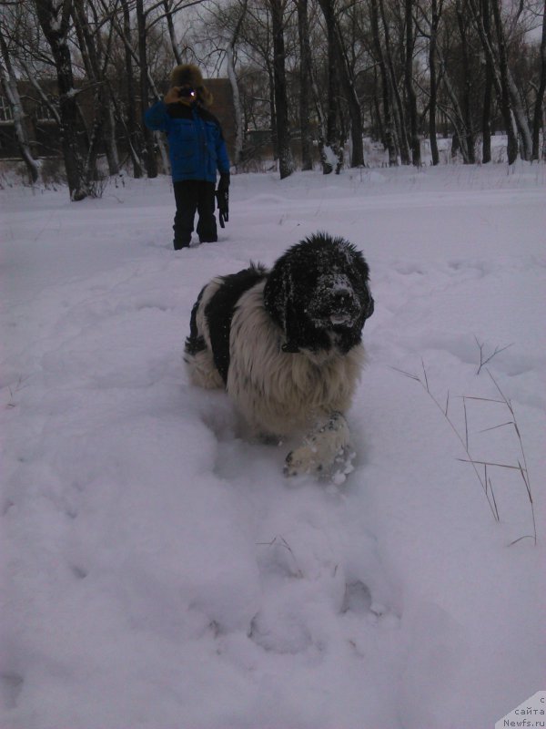 Фото: ньюфаундленд Vargas de la Massa Armando (Варгас Де Ла Масса Армандо)