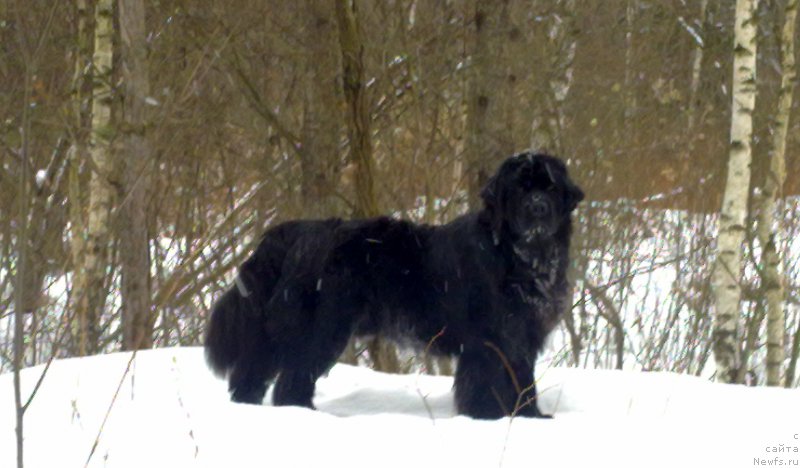 Фото: ньюфаундленд Ryesh (Рэш)