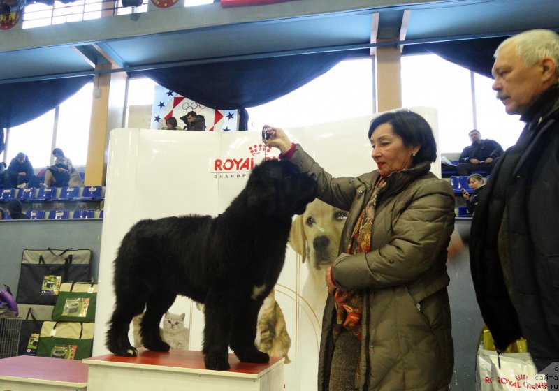 Фото: ньюфаундленд Beguschaya po Volnam Frozen Beauty (Бегущая по Волнам Фрозен Веату), Tat'yana Zueva (Татьяна Зуева)