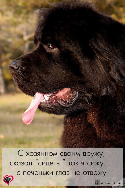 Фото: ньюфаундленд Vlas (Влас)