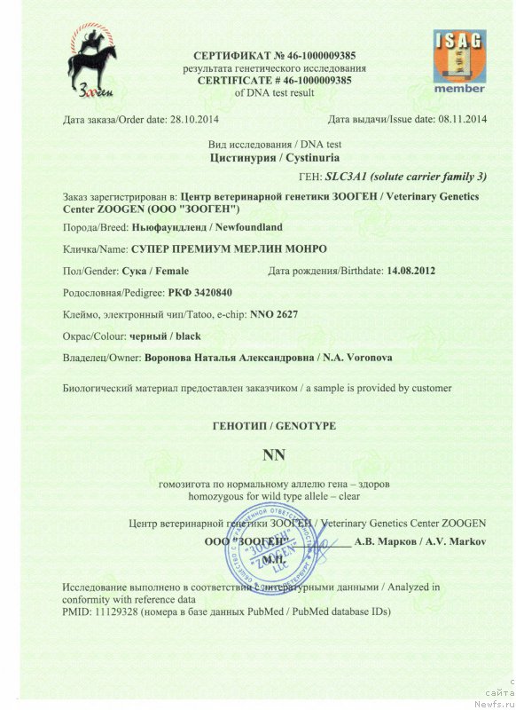 Фото: ньюфаундленд Super Premium Merlin Monro (Супер Премиум Мерлин Монро)
