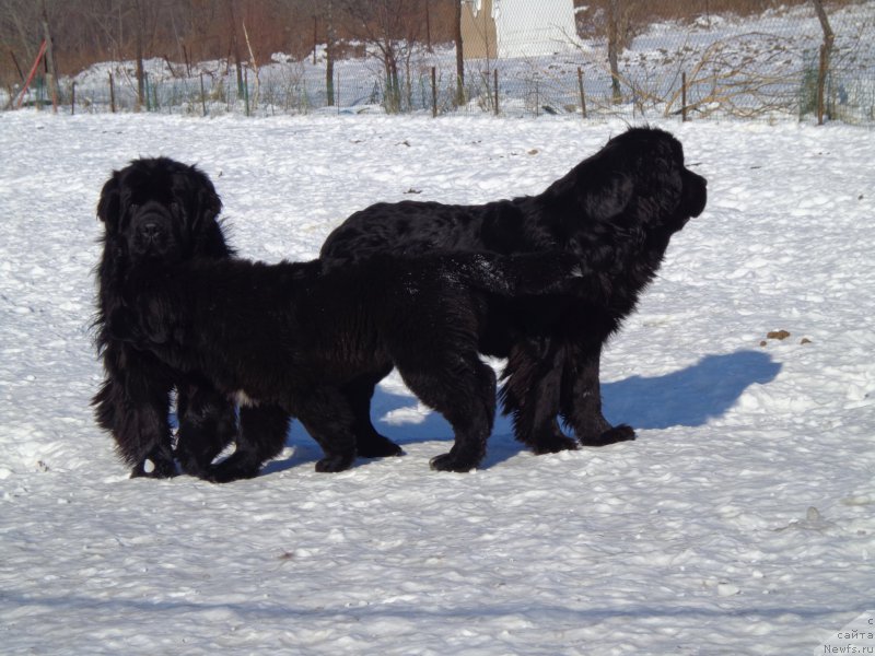 Фото: ньюфаундленд Super Premium Nao Del Trato (Супер Премиум Нао Дел Трато), ньюфаундленд Super Premium Nemessis (Супер Премиум Немессис), ньюфаундленд Viktorius Smayl (Викториус Смайл)