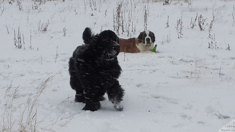 Фото: ньюфаундленд Zhasmine Severny Caprice iz Medvejyego Yara (Жасмин Северный Каприз из Медвежьего Яра)