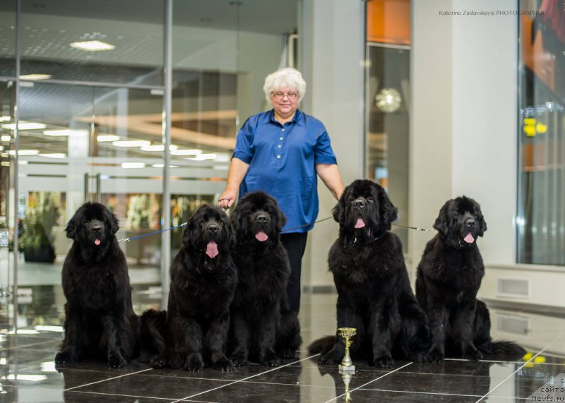 Фото: ньюфаундленд Smigar Time Line (Смигар Тайм Лайн), ньюфаундленд New Beothuks Gold for Smigar, ньюфаундленд Smigar Gordon Fellow (Смигар Гордон-Феллоу), ньюфаундленд Smigar Liverpulsiy Chetvertak (Смигар Ливерпульский Четвертак), ньюфаундленд Smigar Legenda Vesny (Смигар Легенда Весны), Galina Saryicheva (Галина Сарычева)