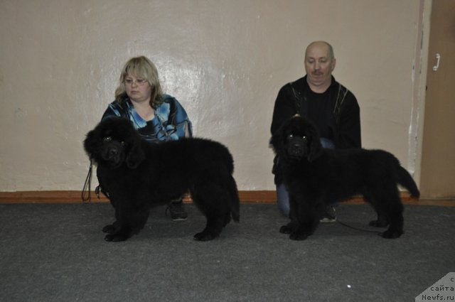 Фото: ньюфаундленд Nazar Vyatskiy Medved (Назар Вятский Медведь), ньюфаундленд Nikol' Krasavica Vyatki (Николь Красавица Вятки)