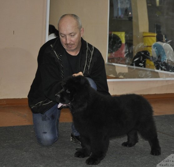 Фото: ньюфаундленд Nikol' Krasavica Vyatki (Николь Красавица Вятки)