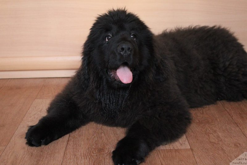 Фотография № 170216