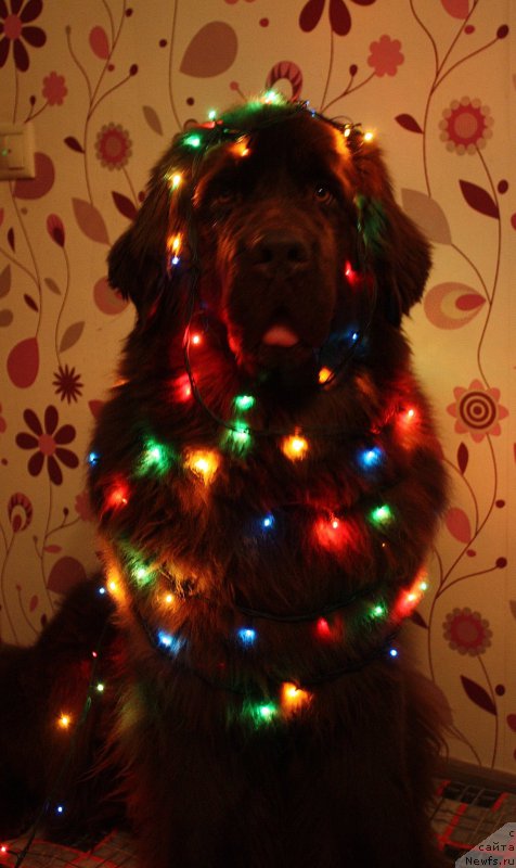 Фото: ньюфаундленд Chernyi Sharm Angel'skaya Krasota (Черный Шарм Ангельская Красота)