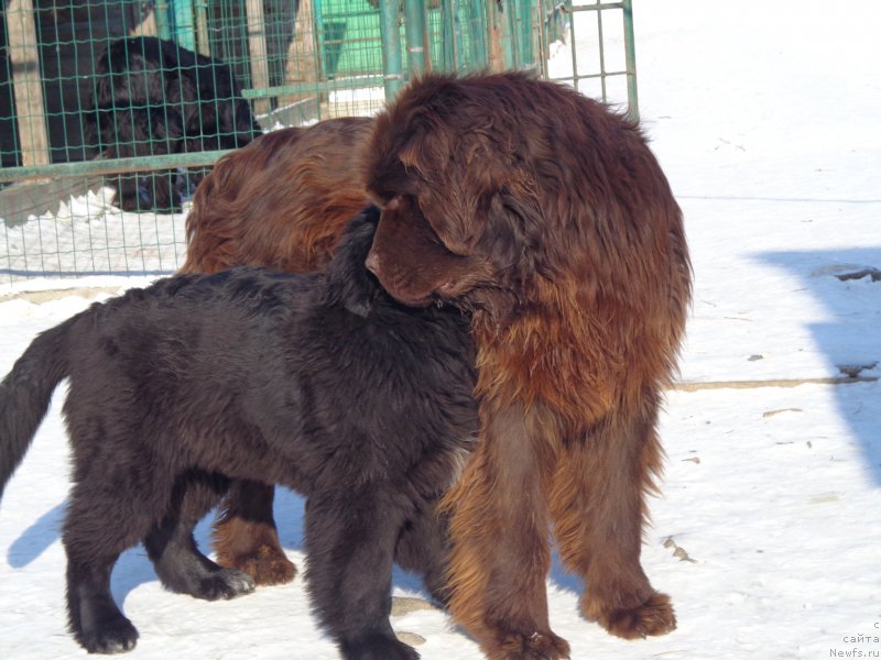 Фото: ньюфаундленд N'yufort YU'Severino (Ньюфорт Ю'Северино), ньюфаундленд Viktorius Smayl (Викториус Смайл)