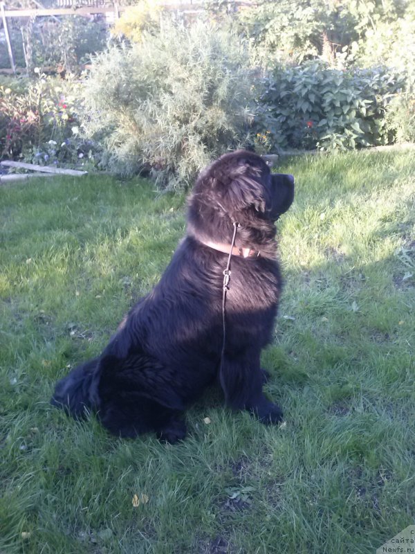 Фото: ньюфаундленд Dar Svezyi Sii YEnd YEdmire (Дар Свезы Сии Энд Эдмире)