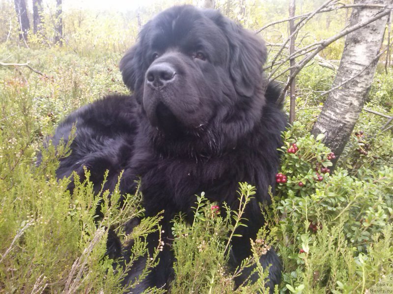 Фото: ньюфаундленд Dar Svezyi Sii YEnd YEdmire (Дар Свезы Сии Энд Эдмире)