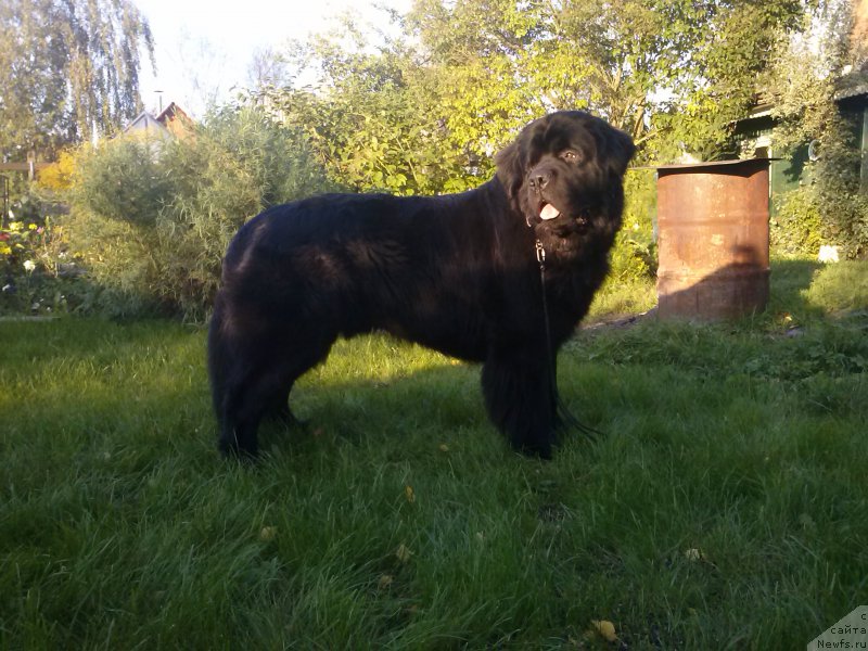 Фото: ньюфаундленд Dar Svezyi Sii YEnd YEdmire (Дар Свезы Сии Энд Эдмире)