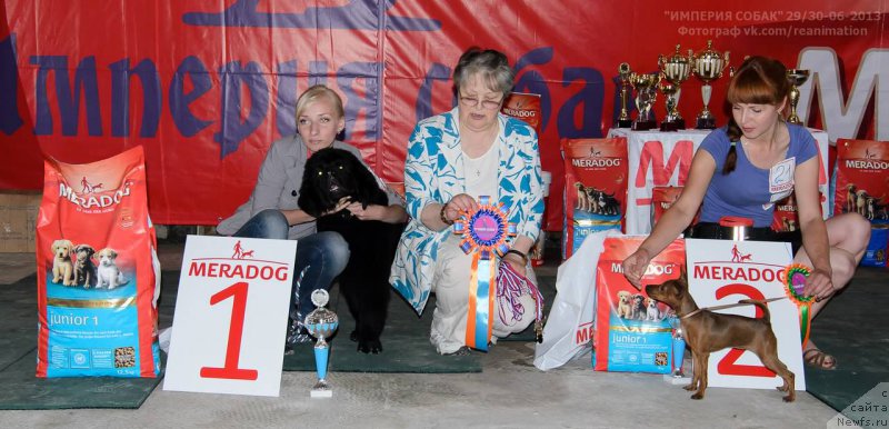 Фото: ньюфаундленд Dar Svezyi Sii YEnd YEdmire (Дар Свезы Сии Энд Эдмире)
