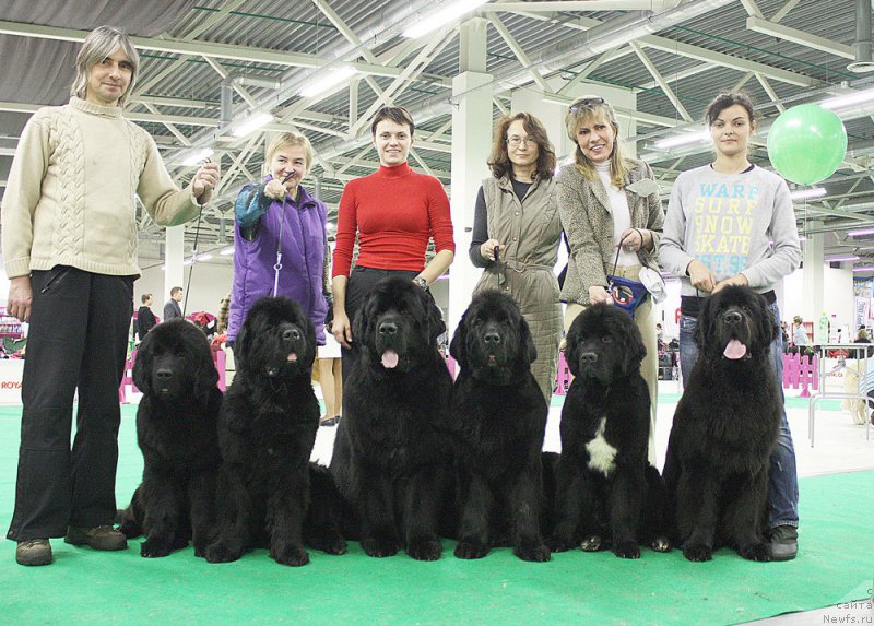 Фото: Бегущая по волнам Чесс Квин ин Блэк, ньюфаундленд Beguschaya po Volnam Zephirine Drouhin (Бегущая по Волнам Зефирин Друэн), ньюфаундленд Beguschaya po Volnam Shaman (Бегущая по Волнам Шаман), ньюфаундленд Beguschaya po Volnam Harizma (Бегущая по Волнам Харизма), ньюфаундленд Beguschaya po Volnam Сhart Topper (Бегущая по Волнам Чарт Топпер), ньюфаундленд Beguschaya po Volnam Ring of Fire (Бегущая по Волнам Ринг оф Фире), Александр Акулин, Marina Golubkova (Марина Голубкова), Vera Doroshkevich (Вера Дорошкевич), Galina Akulina (Галина Акулина), YUliana Nikiforova (Юлиана Никифорова), Olesya Arhipova (Олеся Архипова)