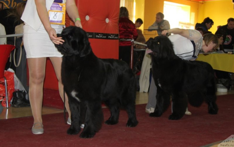 Фото: ньюфаундленд Akvian Song Lavatera (Аквиан Сонг Лаватера)