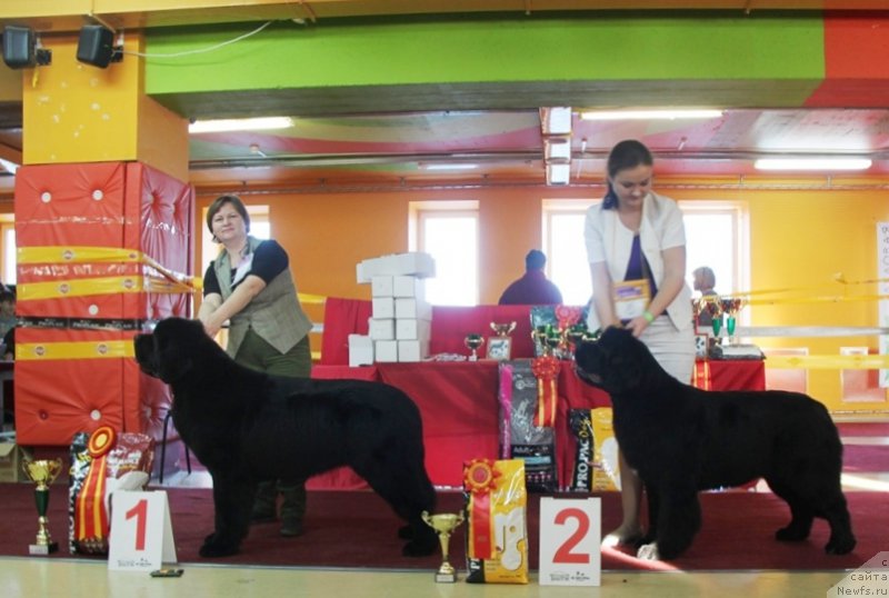 Фото: ньюфаундленд Akvian Song Lars Berger (Аквиан Сонг Ларс Бергер), ньюфаундленд Akvian Song Lavatera (Аквиан Сонг Лаватера)