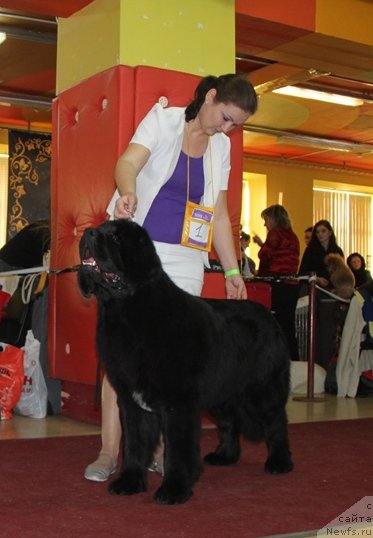 Фото: ньюфаундленд Akvian Song Lars Berger (Аквиан Сонг Ларс Бергер)