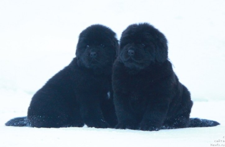 Фото: От Шарика и Арчи.