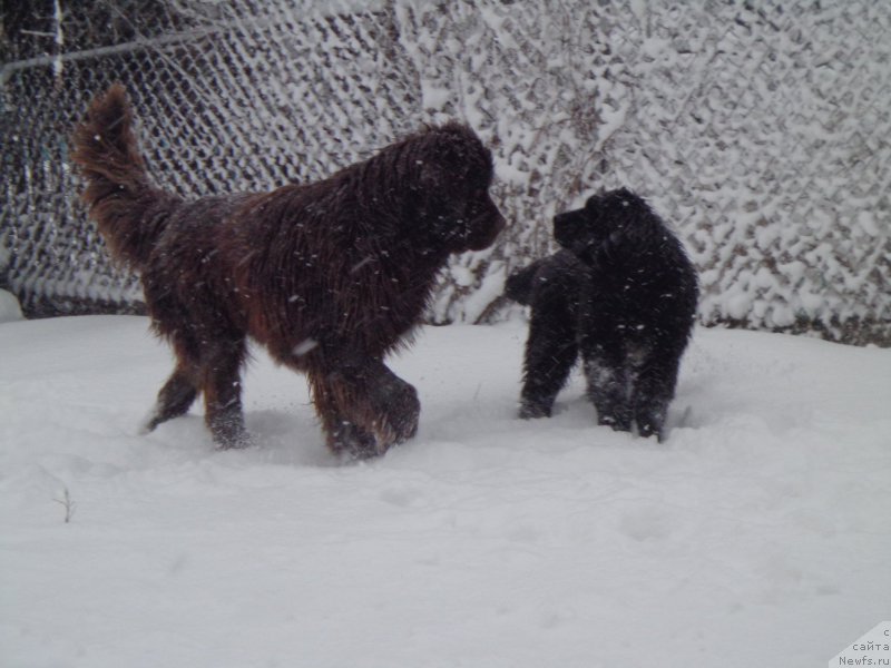 Фото: ньюфаундленд N'yufort YU'Severino (Ньюфорт Ю'Северино), ньюфаундленд Viktorius Smayl (Викториус Смайл)