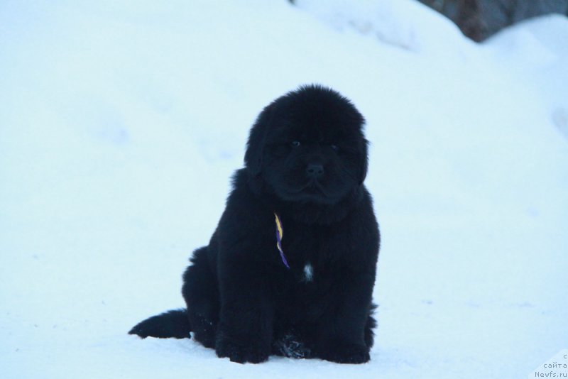 Фото: Акватория Келвин Баккара
(желтая нитка)