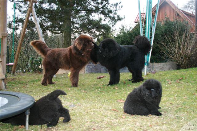 Фото: коричневый-Wishart von der Ahne