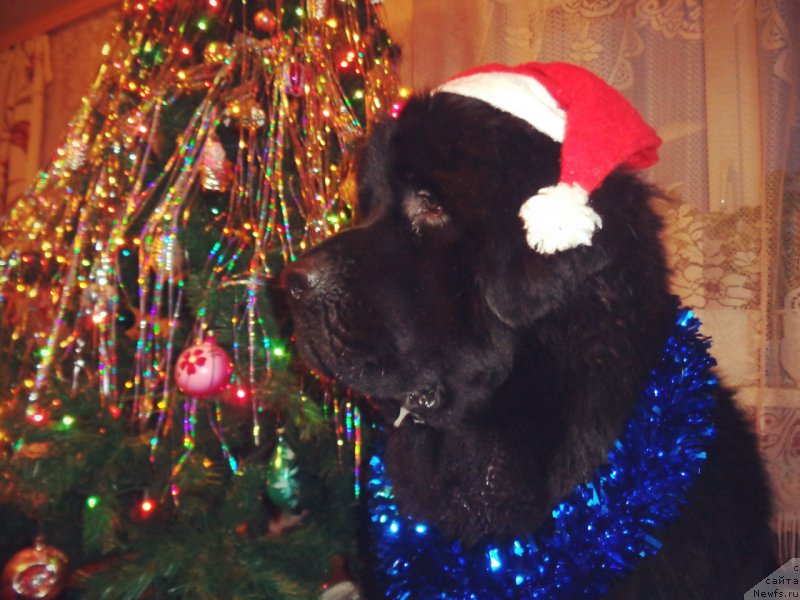 Фото: ньюфаундленд Potap Olan (Потап Олан)