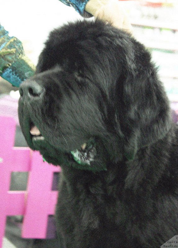 Фото: ньюфаундленд Beguschaya po Volnam Zephirine Drouhin (Бегущая по Волнам Зефирин Друэн)