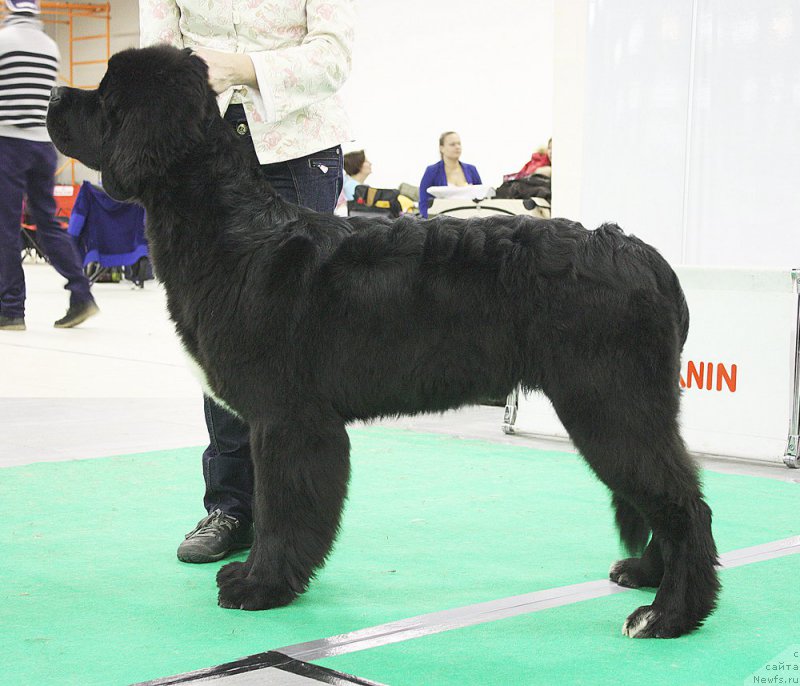 Фото: ньюфаундленд Beguschaya po Volnam Сhart Topper (Бегущая по Волнам Чарт Топпер)