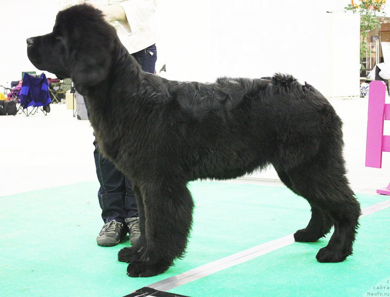 Фото: Бегущая по волнам Чесс Квин ин Блэк