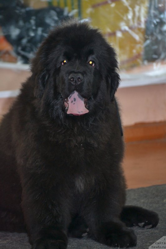 Фотография № 170367