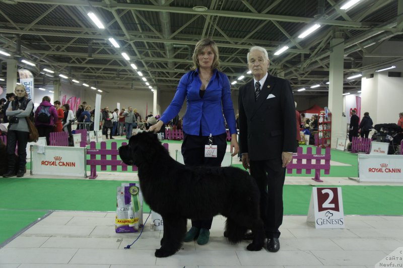 Фото: ньюфаундленд Smigar Time Line (Смигар Тайм Лайн)