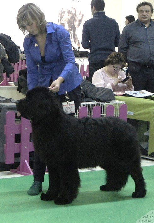 Фото: ньюфаундленд Smigar Time Line (Смигар Тайм Лайн)