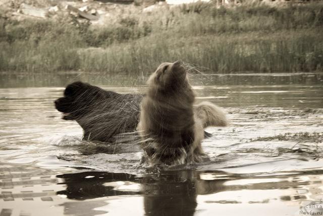 Фото: ньюфаундленд Lesnaya Skazka Izol'da (Лесная Сказка Изольда)