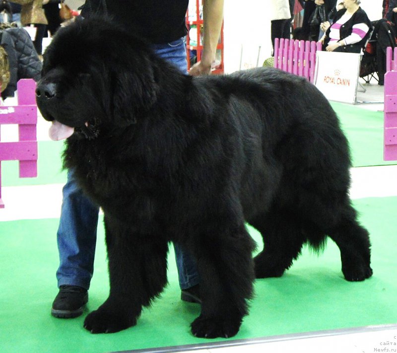 Фото: ньюфаундленд Smigar Akvamarin Blyek King (Смигар Аквамарин Блэк Кинг)