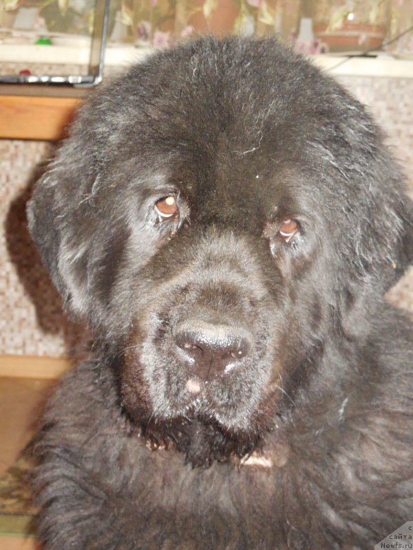 Фотография № 170389