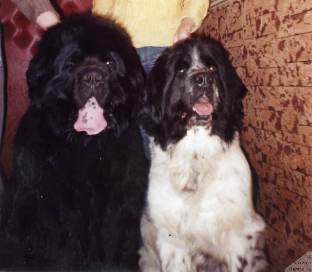 Фото: ньюфаундленд Naslednik Prestola ot Sibirskogo Medvedya (Наследник Престола от Сибирского Медведя), ньюфаундленд Stesha Sharm of Bon Pari (Стеша Шарм оф Бон Пари)