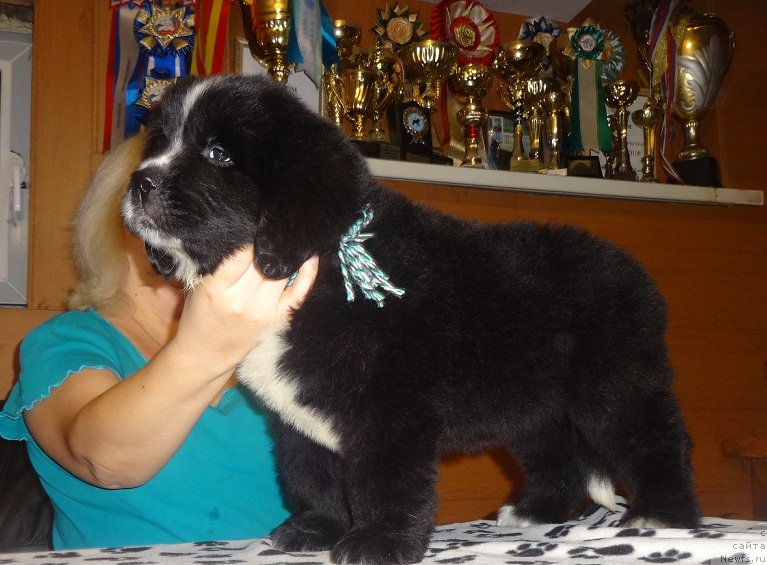 Фото: ньюфаундленд N'yufort Carica Nochi (Ньюфорт Царица Ночи)