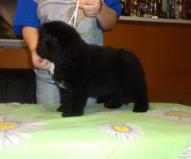 Фото: ньюфаундленд N'yufort Carica Nochi (Ньюфорт Царица Ночи)