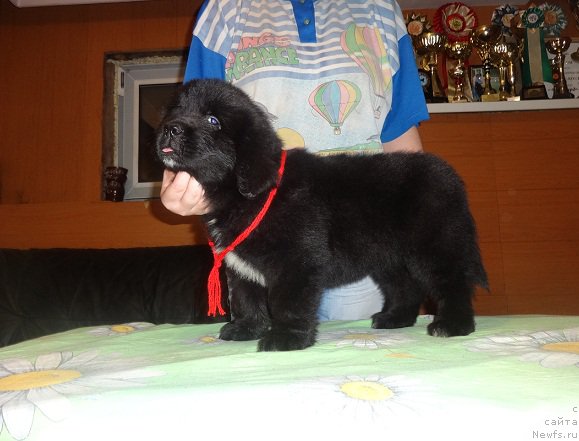 Фото: ньюфаундленд N'yufort Carica Nochi (Ньюфорт Царица Ночи)