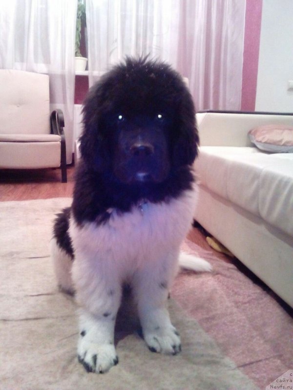 Фотография № 170400