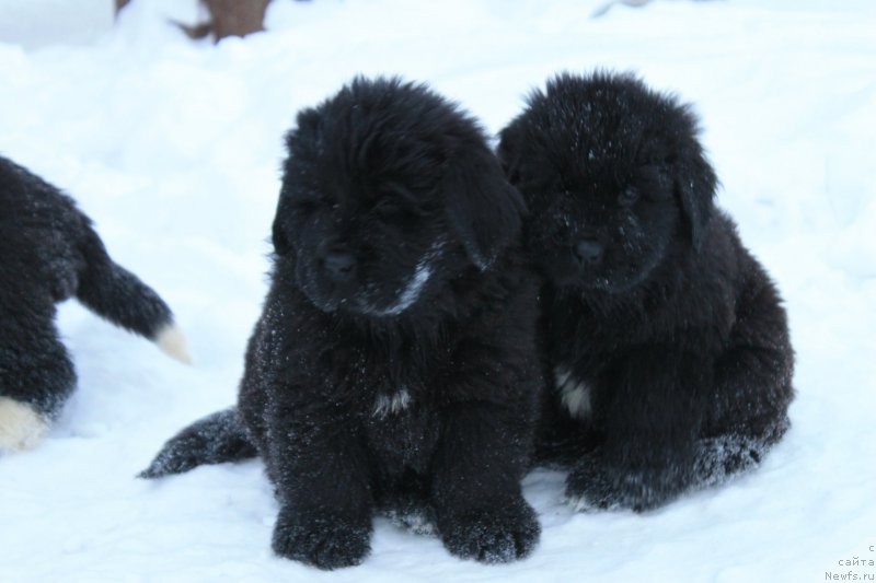 Фотография № 170405