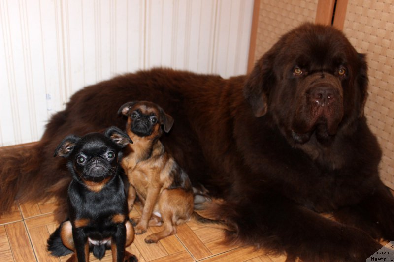 Фото: ньюфаундленд Charli The Best Helfi Pel (Чарли Де Бест Хелфи Пэл)