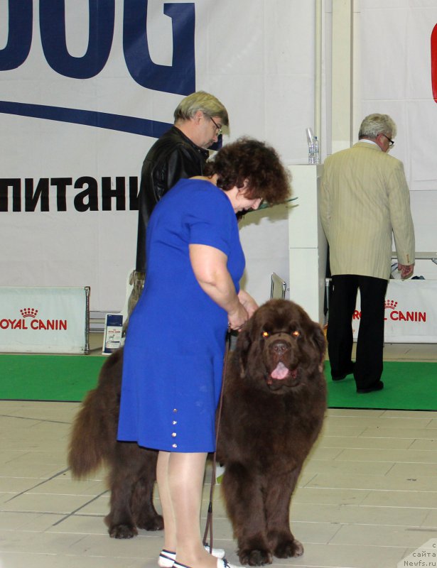 Фото: ньюфаундленд Charli The Best Helfi Pel (Чарли Де Бест Хелфи Пэл)