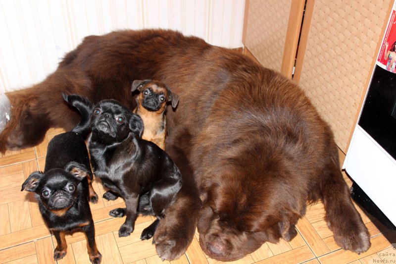 Фото: ньюфаундленд Charmer Denkam Bronze (Чармер Денкам Бронз)