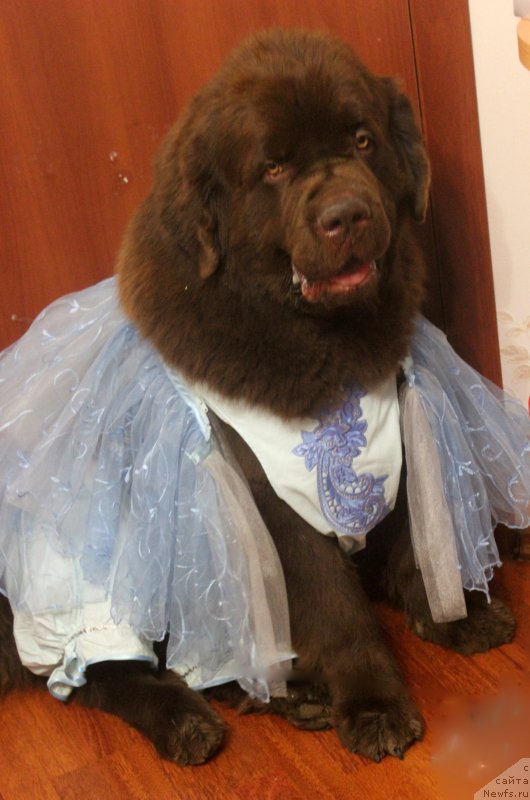 Фотография № 170420