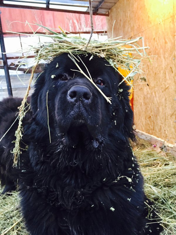 Фото: ньюфаундленд Keeper Soul Esaul (Кипер Соул Есаул)