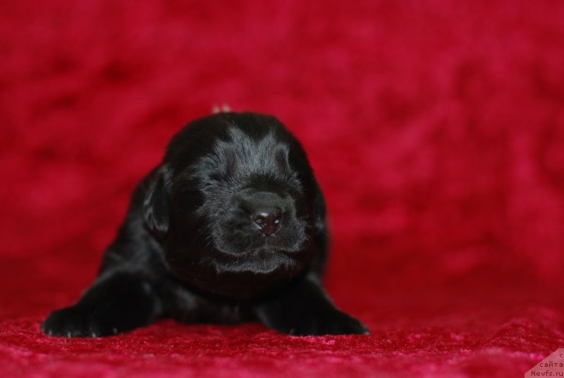 Фото: ньюфаундленд CHernaya Jemchujina ot Sibirskogo Medvedya (Черная Жемчужина от Сибирского Медведя), ньюфаундленд Bears Cove Lucky Break