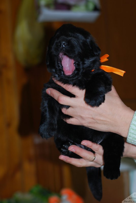 Фото: ньюфаундленд CHernaya Jemchujina ot Sibirskogo Medvedya (Черная Жемчужина от Сибирского Медведя), ньюфаундленд Bears Cove Lucky Break