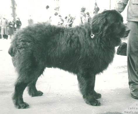 Фото: ньюфаундленд Nor Dinsan (Нор Динсан)