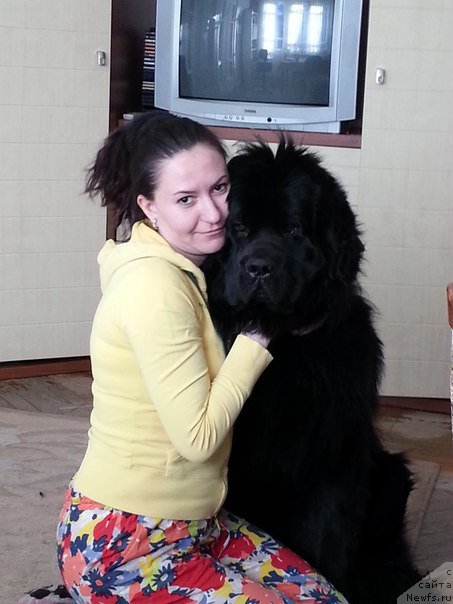 Фото: ньюфаундленд Belkonder-Klab Kassiy Dion (Белкондер-Клаб Кассий Дион), ньюфаундленд Belkonder-Klab Kassiy Dion (Белкондер-Клаб Кассий Дион)